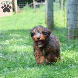 Rocky, Cavapoo Puppy